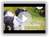 Shih Tzu Puppies & Dogs | Breed Facts & Information | Petplan